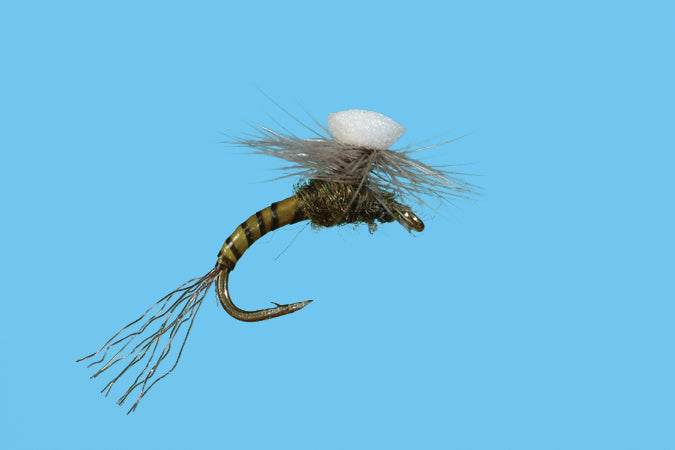 Solitude Brooks’ Sprout Midge